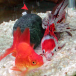 ASSORTED FANTAIL 6-7 CM