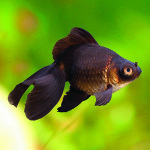 BLACK BUTTERFLY 6-7 CM-1