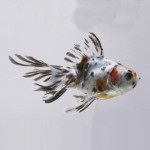 CALICO FANTAIL 5-6 CM