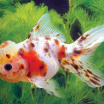 CALICO ORANDA 7-8 CM
