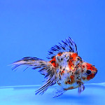 CALICO RUYKIN 9-10 CM