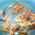 YAI-0140 HQ Tosai Mix All Varieties
